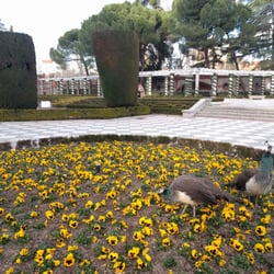 Jardines de Cecilio Rodriguez - Pavas en estado salvaje