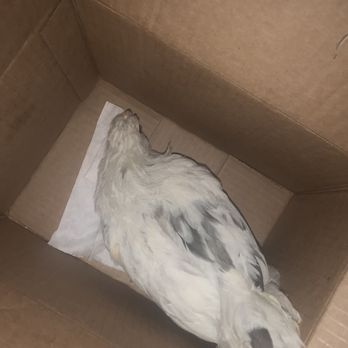 Chickens Galore - Pet Stores Near Me - Norco, California
