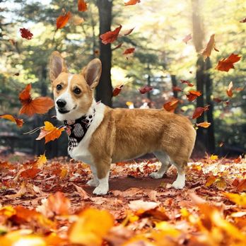 Sassys Country Paw Spa - Corgi - Pet Groomers Near Me - Lancaster, Kentucky Sassys Country Paw Spa - Corgi - Pet Groomers Near Me - Lancaster, Kentucky