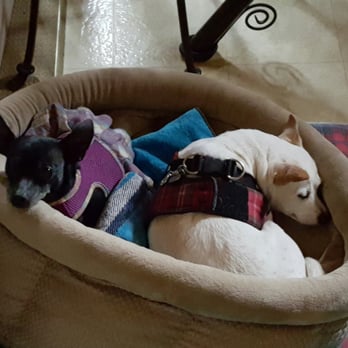 1. Mary's Pooch Paradise