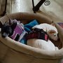 Photo of Mary's Pooch Paradise