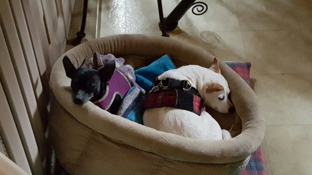 Mary's Pooch Paradise - pet boarding facility in San Martin, CA