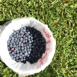 Champney's Blueberry Farm