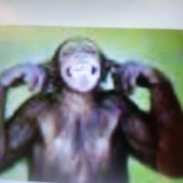 Monking around Monking around