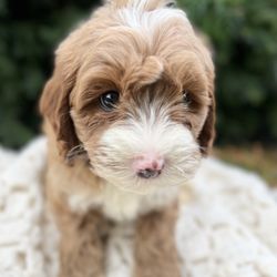 West Valley Labradoodles - Pennys fall litter