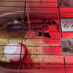 Wilco Farm Store - Lake Oswego - Baby ducklings