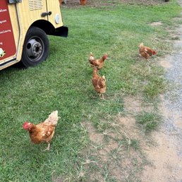 Chickens living their best lives