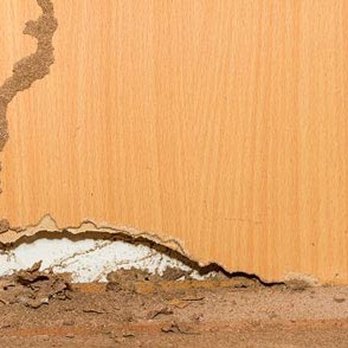 Colonial Exterminating - Pest Control Near Me - Newport News, Virginia Colonial Exterminating - Pest Control Near Me - Newport News, Virginia