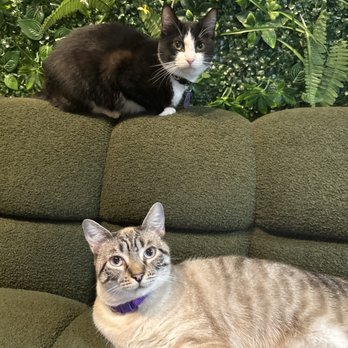 Cats & Crystals - Nova and Luna - Pet Adoption Near Me - Oceanside, California