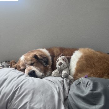 Animal Surgical Care - Healing dog - Veterinarians Near Me - Denver, Colorado Animal Surgical Care - Healing dog - Veterinarians Near Me - Denver, Colorado