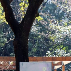 Parque Prefeito Mário Covas - Um pedaço verde no meio da Avenida Paulista