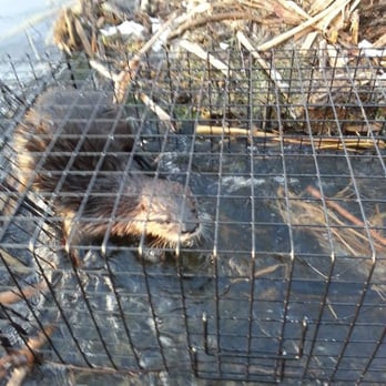 Bestway Wildlife Control - Wildlife Control Near Me