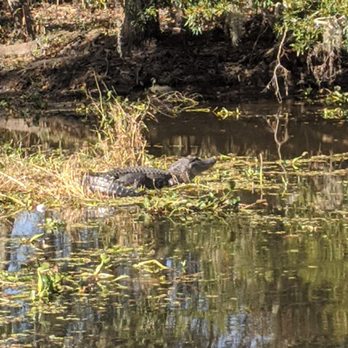 Airboat Adventures - Gator - Boat Tours Near Me - Lafitte, Louisiana