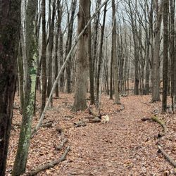 Marian Yarrow Preserve