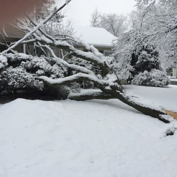 Loyalty Tree Service - Nana Brady - Tree Services Near Me Loyalty Tree Service - Nana Brady - Tree Services Near Me