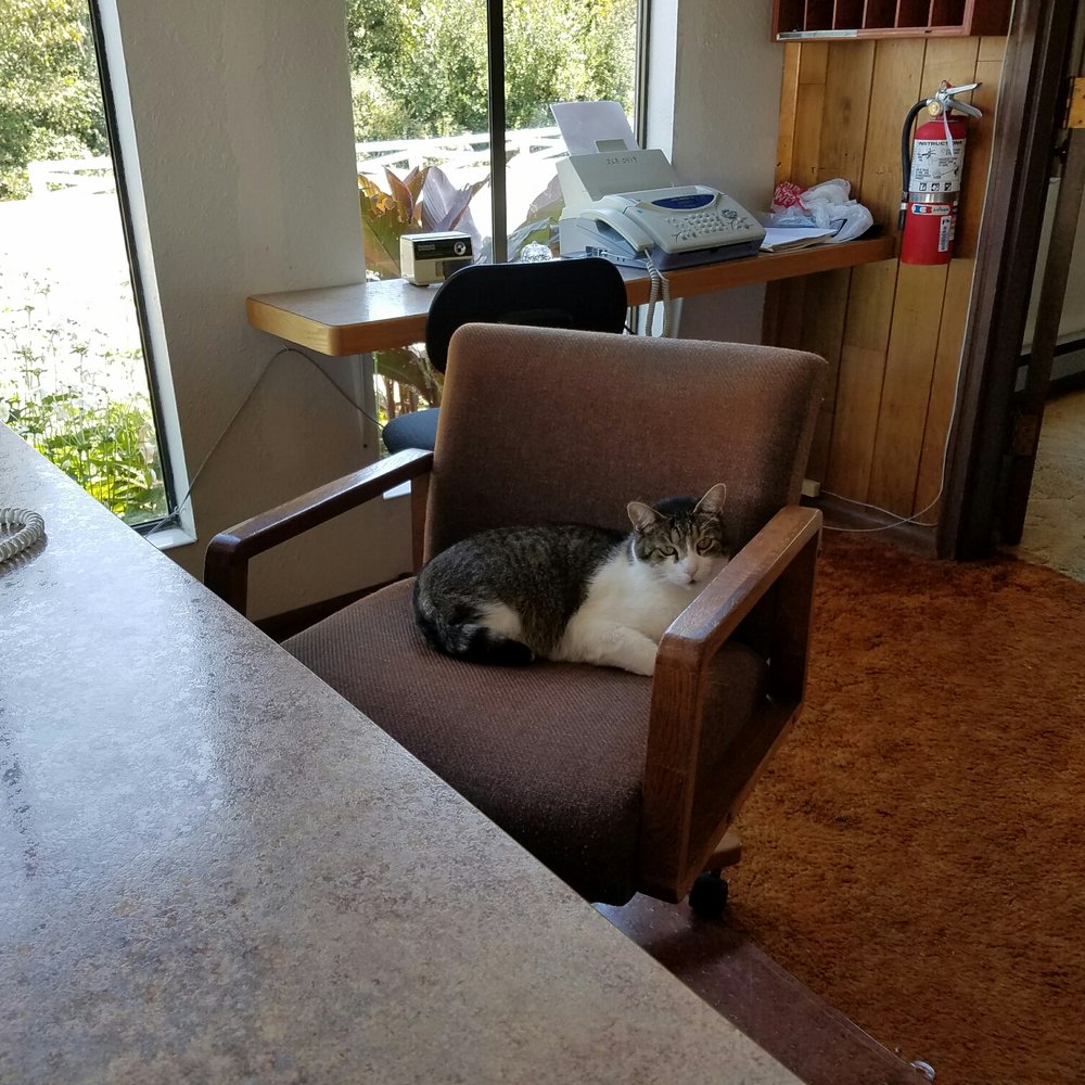 Silver Sands Motel - Elvis! Aka the boss of Silver Sands - Hotels Near Me - Westport, Washington