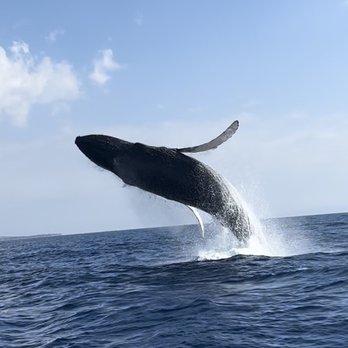 Sea Maui - Yes! - Boat Charters Near Me - Lahaina, Hawaii Sea Maui - Yes! - Boat Charters Near Me - Lahaina, Hawaii