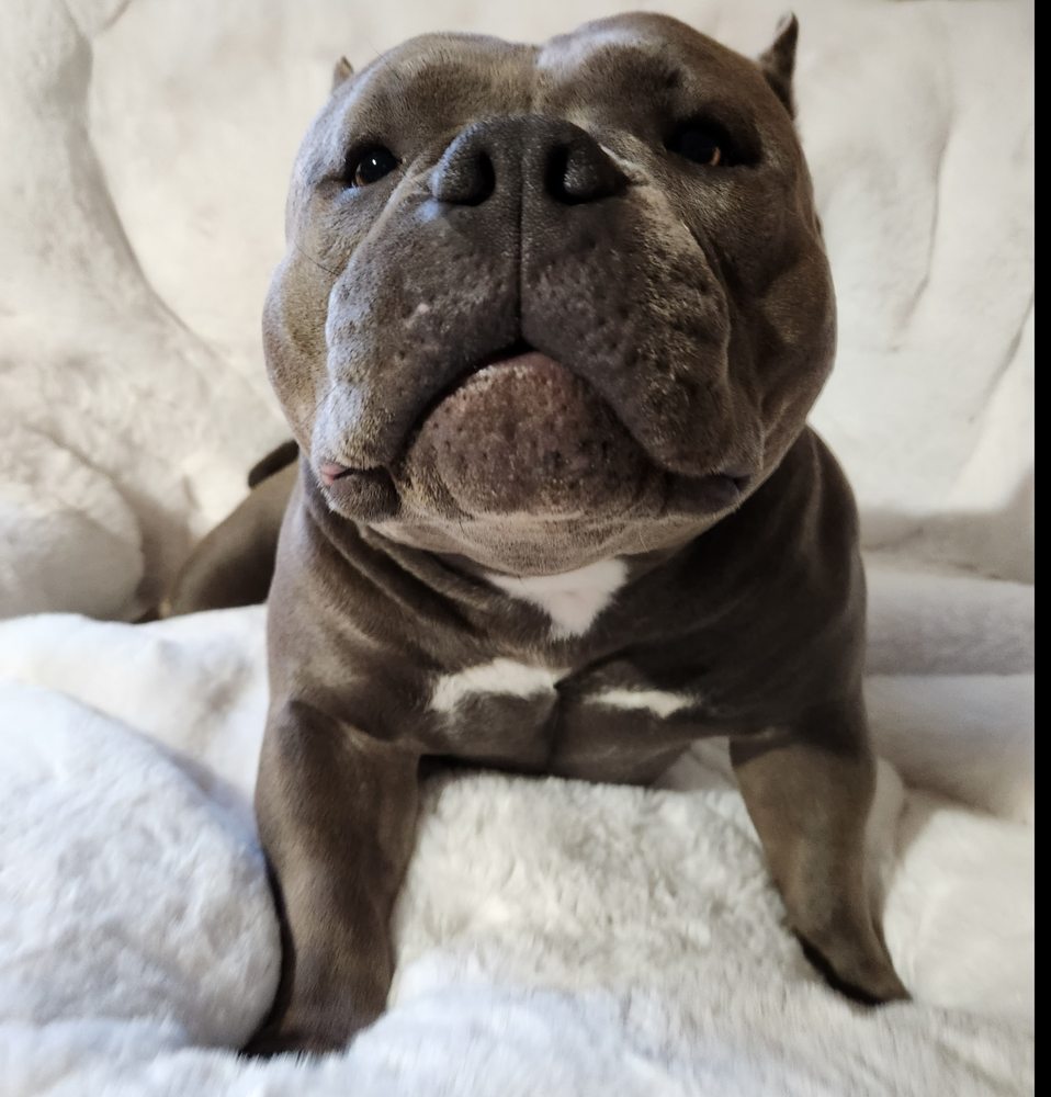 LANGSTON BULLYS 16624 W Victory Ln, Goodyear, Arizona Pet Breeders Phone Number Yelp