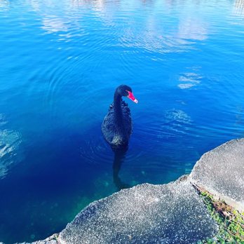 Lake Eola Park - Parks Near Me - Orlando, Florida