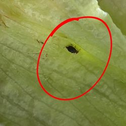 Bagels Unlimited - Live and dead Parasites , unclean lettuce