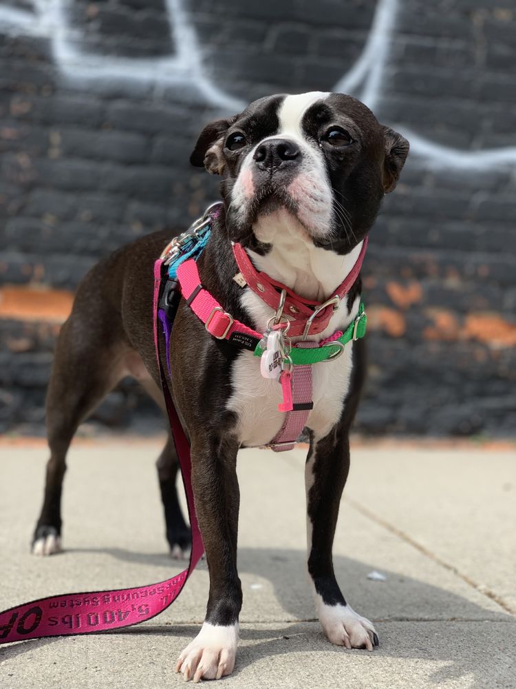 SMUSHED FACE POSSE Updated September 2024 125 Guernsey St, Brooklyn