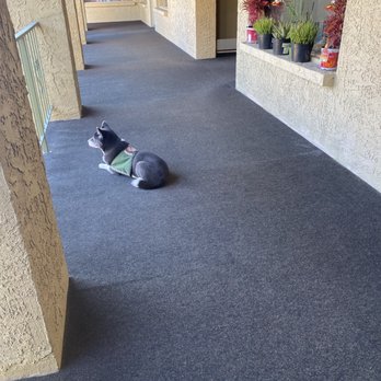 PetSmart - A black and white dog wearing a vest is sitting on a dark carpeted outdoor corridor of a building. The corridor has beige textured walls, a railing on the left, and a window with potted plants on the right. The window displays some text and is part of a storefront or office space. - Pet Stores Near Me - Flagstaff, Arizona
