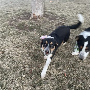 Critter Clinic - Veterinarians Near Me - Boise, Idaho