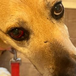 DogSpa