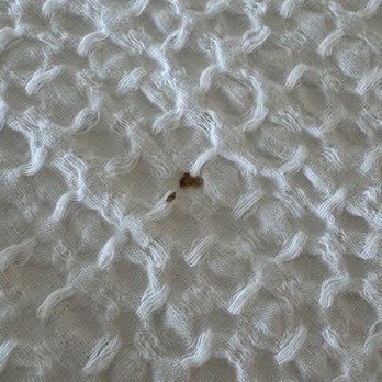 Fripp Island Resort - Blood stain on Master Bed - Resorts Near Me - Saint Helena, South Carolina Fripp Island Resort - Blood stain on Master Bed - Resorts Near Me - Saint Helena, South Carolina