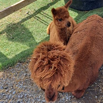 SkyLand Ranch - Baby alpaca and mom - Attraction Farms Near Me - Sevierville, Tennessee SkyLand Ranch - Baby alpaca and mom - Attraction Farms Near Me - Sevierville, Tennessee