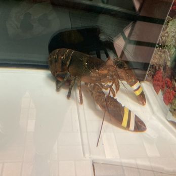 Coleman's Fish Market - a lobster in a display case - Seafood Near Me - Wheeling, West Virginia
