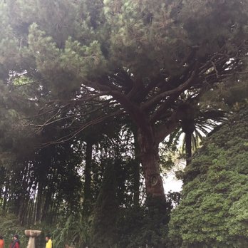 Rancho Los Alamitos - Beautiful old growth trees - Landmarks & Historical Buildings Near Me - Long Beach, California Rancho Los Alamitos - Beautiful old growth trees - Landmarks & Historical Buildings Near Me - Long Beach, California