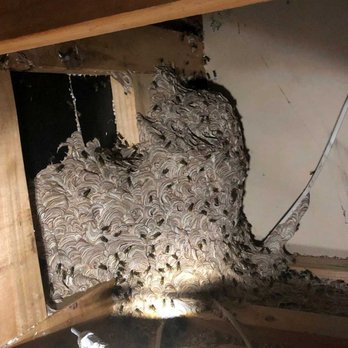 Southlake Pest Control - Pest Control Near Me Southlake Pest Control - Pest Control Near Me