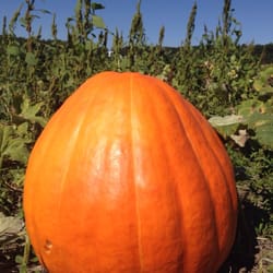 College Run Farms - It's a biggin'!