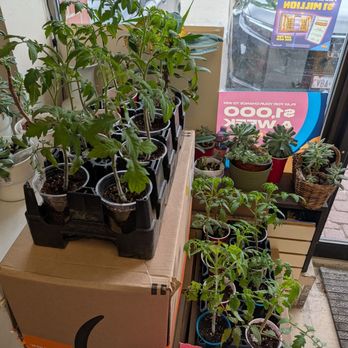Vt Handy Variety - Plants - Convenience Stores Near Me - Markham, Ontario Vt Handy Variety - Plants - Convenience Stores Near Me - Markham, Ontario