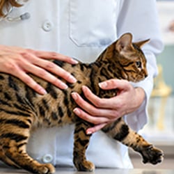 Palencia Pet Clinic - Pet Clinic, St. Augustine, FL