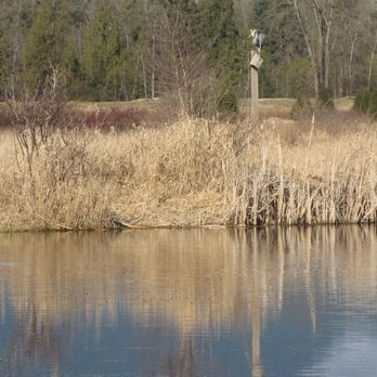 Colony Farm Regional Park - Colony Farm - Herons - Local Flavor Near Me - Coquitlam, British Columbia Colony Farm Regional Park - Colony Farm - Herons - Local Flavor Near Me - Coquitlam, British Columbia
