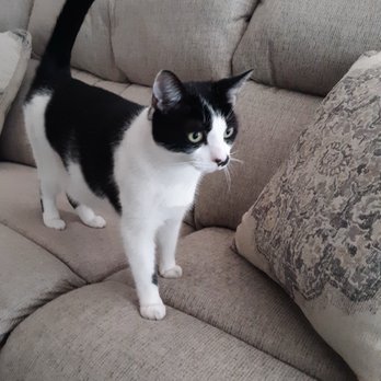 Paw Minders Plus Pet Sitters - Pet Sitting Near Me - Henderson, Nevada Paw Minders Plus Pet Sitters - Pet Sitting Near Me - Henderson, Nevada