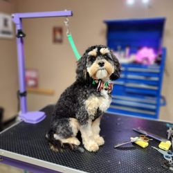 Jodi's Groom Room