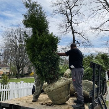 American Nursery - Unloading trees - Nurseries & Gardening Near Me - Fair Lawn, New Jersey American Nursery - Unloading trees - Nurseries & Gardening Near Me - Fair Lawn, New Jersey
