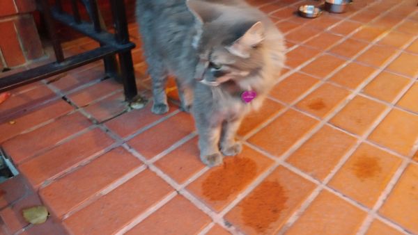 Prytania Theatre by null