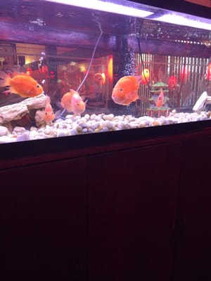 Szechuan Mandarin by null