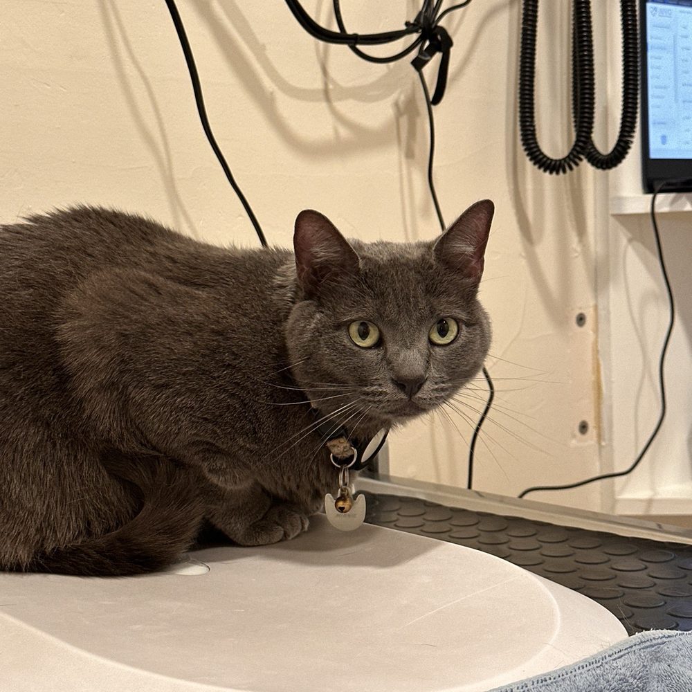 Minnie gets nervous, but they are so gentle with her! Minnie gets nervous, but they are so gentle with her!