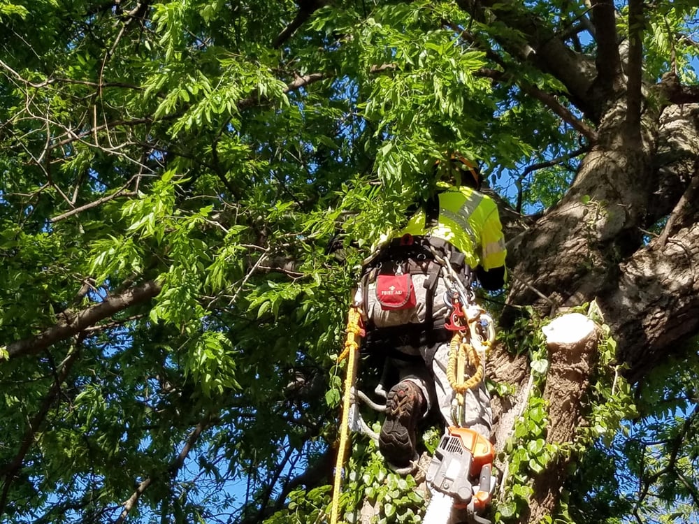 Tnt Landsaping Services - tree service in Oklahoma City, OK