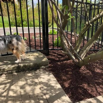 Western Connecticut Hardscapes - a dog on a leash standing in front of a fence - Landscaping Near Me - Danbury, Connecticut Western Connecticut Hardscapes - a dog on a leash standing in front of a fence - Landscaping Near Me - Danbury, Connecticut
