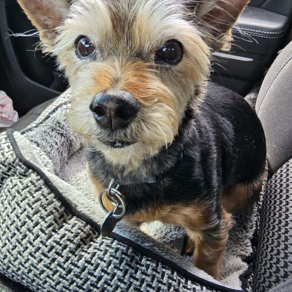 PetSmart - Sampson with fresh grooming - Pet Groomers Near Me - San Diego, California PetSmart - Sampson with fresh grooming - Pet Groomers Near Me - San Diego, California