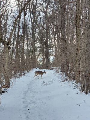 Dickey Ridge Visitor Center by null