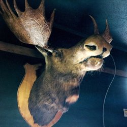 The Village Pour House - Local wildlife on the walls.
