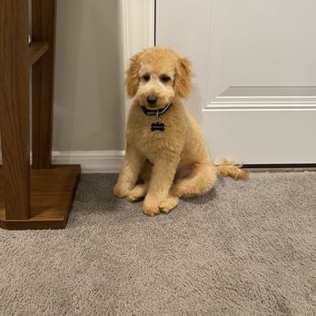 best dog groomers long island