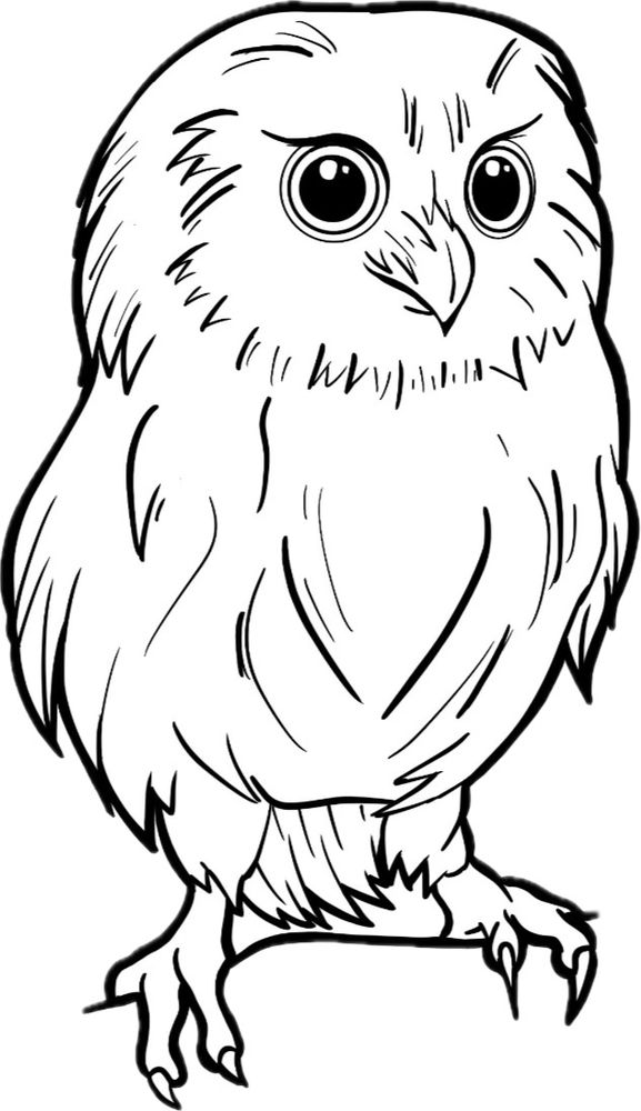 Little Owl Logo